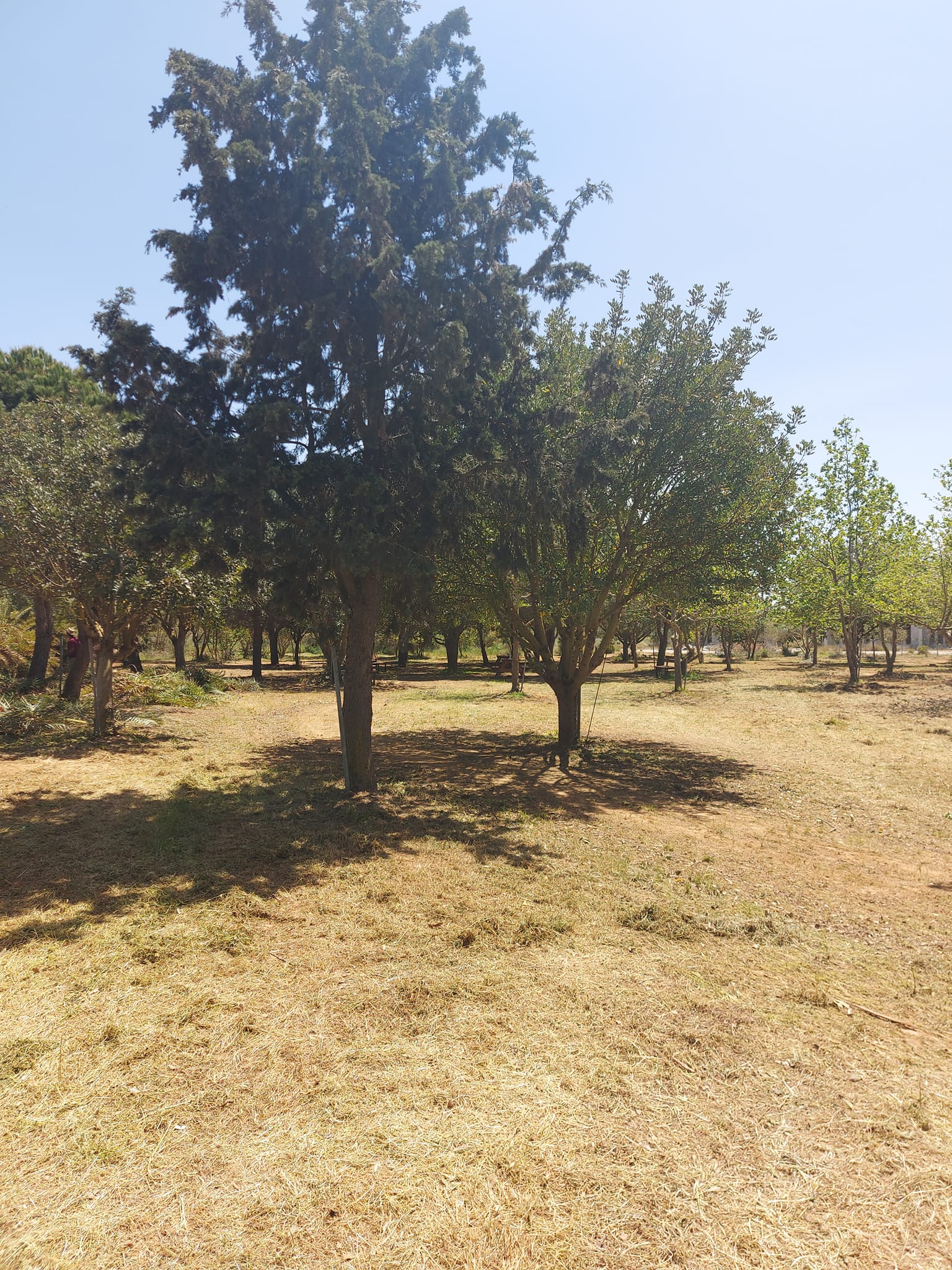 Δάσος Πρόσκοποι Λιβάδα Θραψανό Ηράκλειο