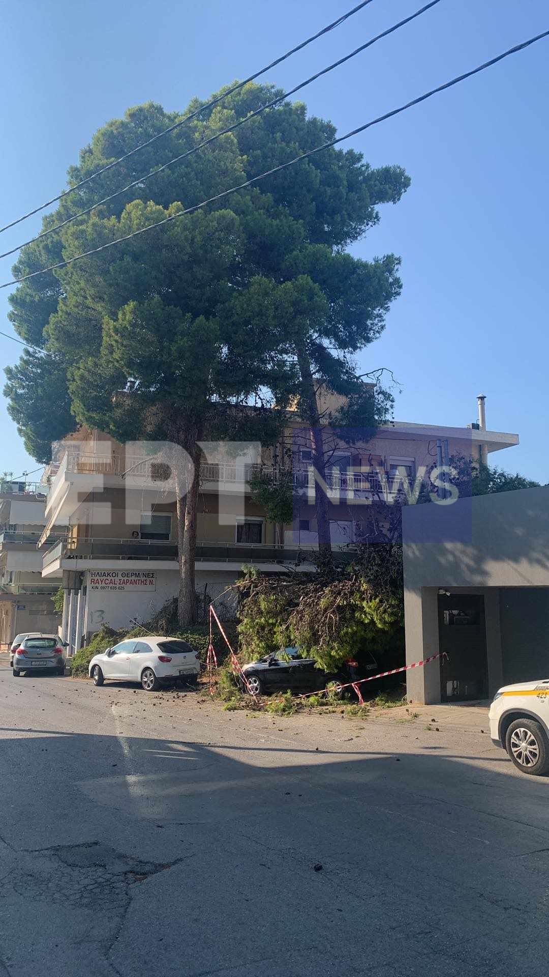 πρώτη δέντρου 