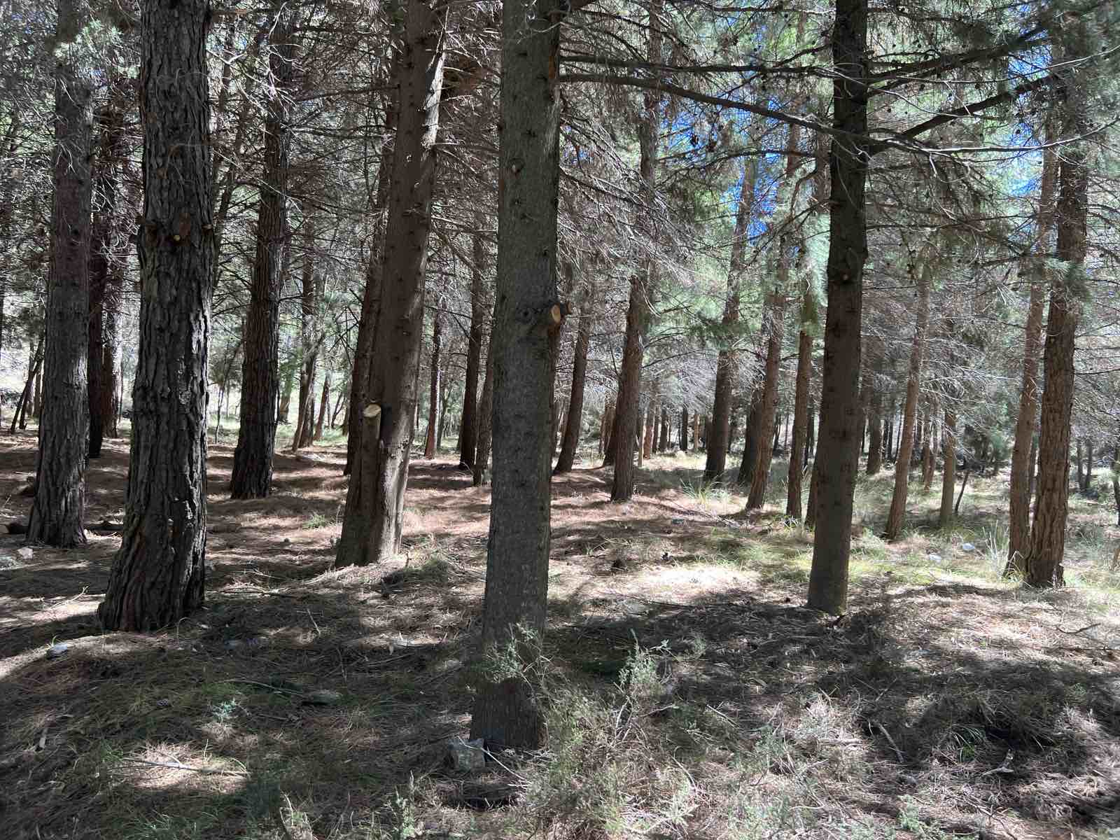 Δασοτεχνικές εργασίες στο δάσος του Κισσού