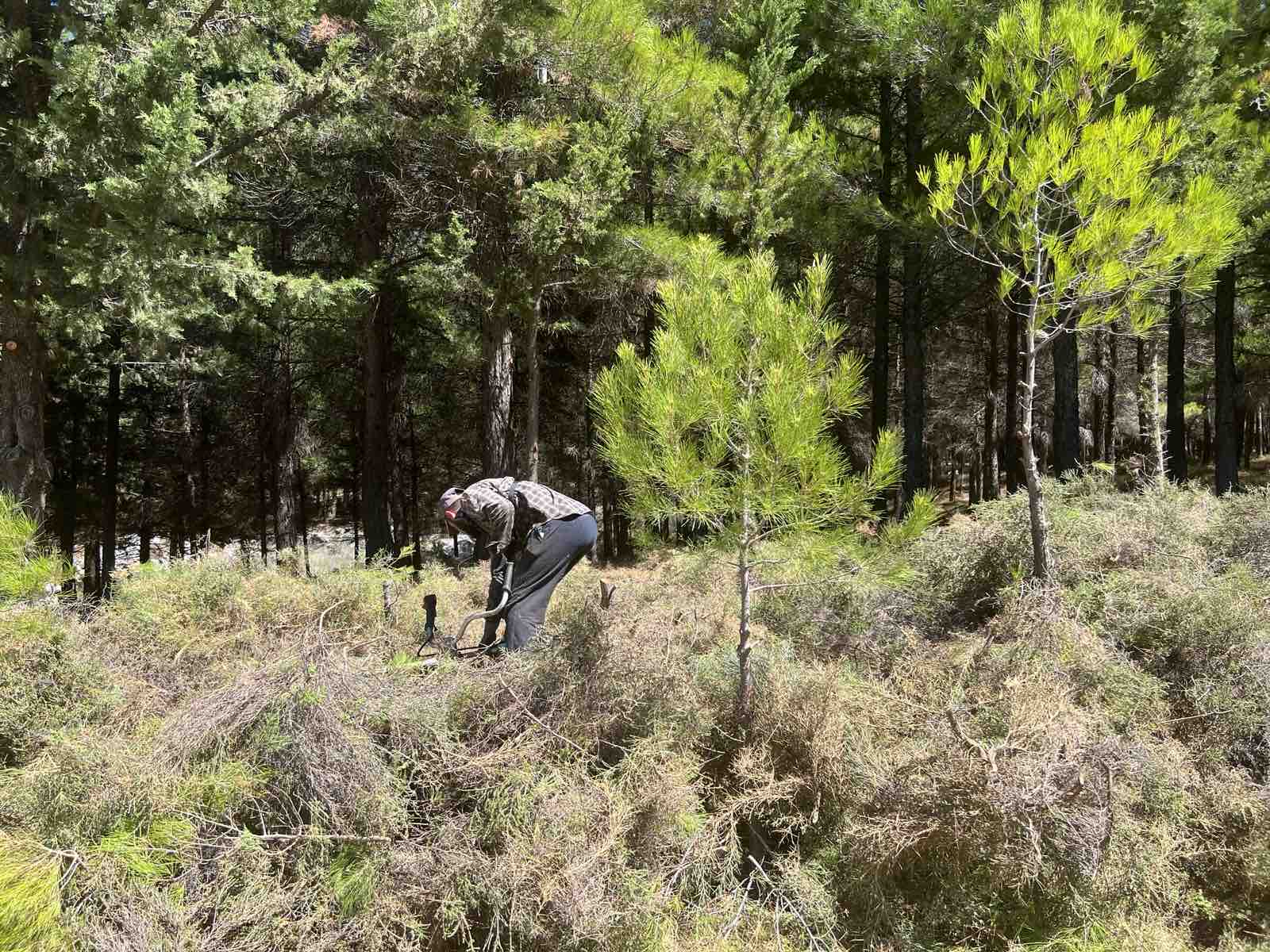 Δασοτεχνικές εργασίες στο δάσος του Κισσού
