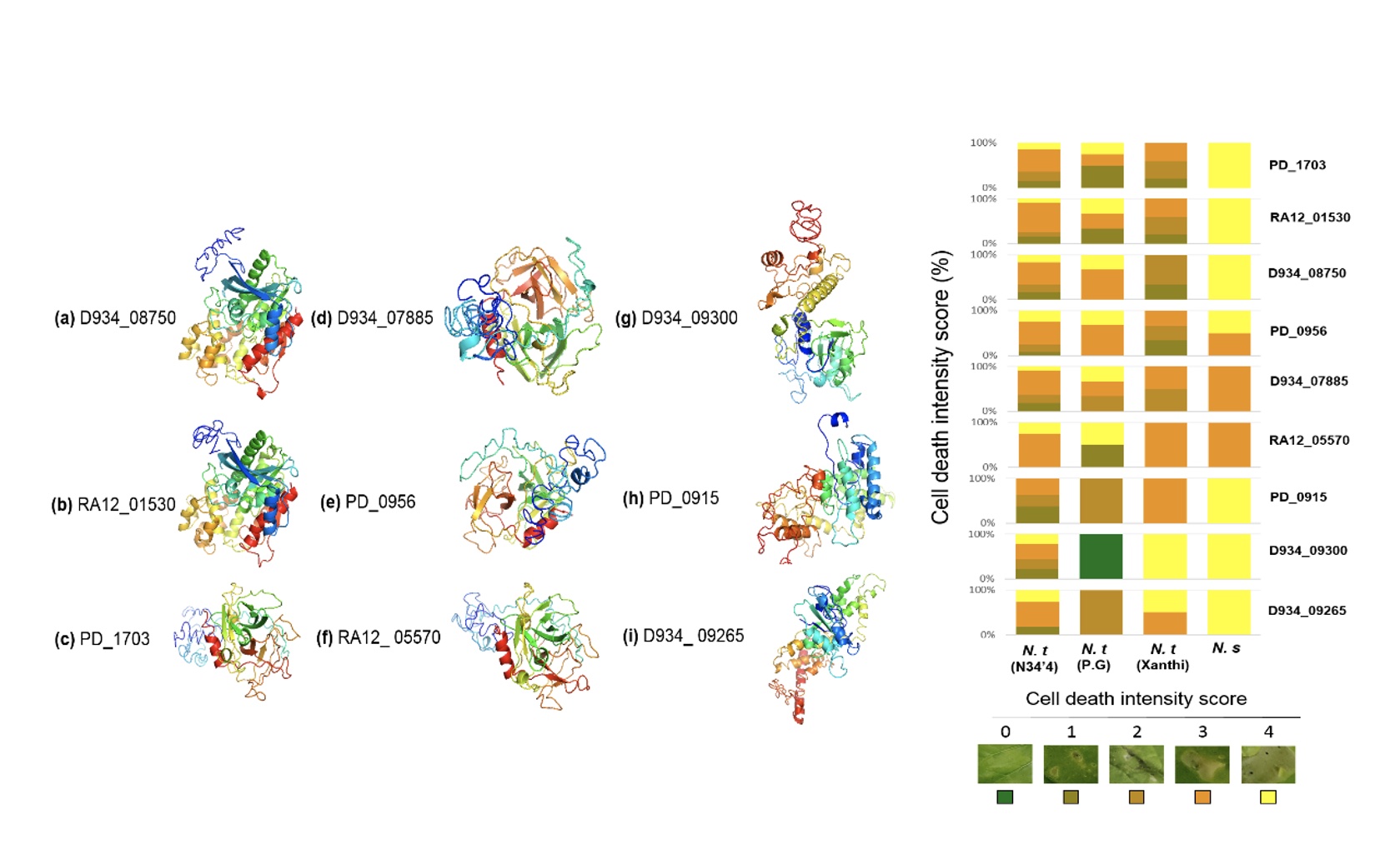 Πρόβλεψη των πρωτεϊνικών δομών και επαγωγής προγραμματισμένου κυτταρικού θανάτου (ΠΚΘ) επιλεγμένων νέων πρωτεϊνών παθογένειας της Xylella fastidiosa. Οι 9 από τις 19 πρωτεΐνες που παρουσιάζονται εδώ προκάλεσαν ΠΚΘ σε εργαστηριακά φυτικά μοντέλα που εκφράστηκαν. Τα χρώματα στις πρωτεϊνικές δομές υποδηλώνουν τον προσανατολισμό των πρωτεϊνών (Μπλε: Ν-άκρο, Κόκκινο: C-άκρο) ενώ στις μπάρες υποδηλώνουν την ένταση του ΠΚΘ. (a-b) Υδρολάση/Εστεράση, (c-f) Υδρολάση και (g-i) Ζωνική Αποφρακτική Τοξίνη. H οπτικοποίηση των δομών έγινε με Pymol v2.3.1.