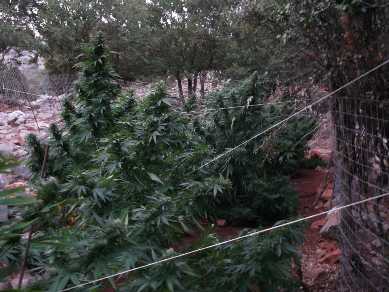 Φυτεία - Ζωνιανά