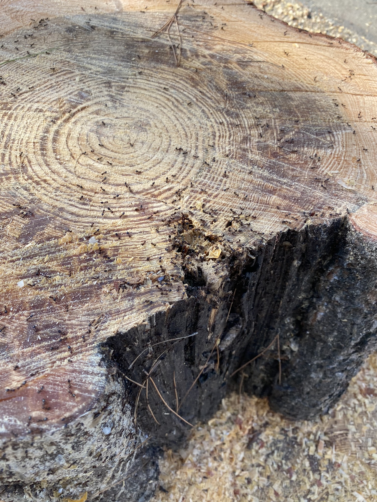  Συνεχίζεται η απομάκρυνση των επικίνδυνων δέντρων στο Ηράκλειο - Απορρίφθηκε και η νέα αίτηση ασφαλιστικών μέτρων 