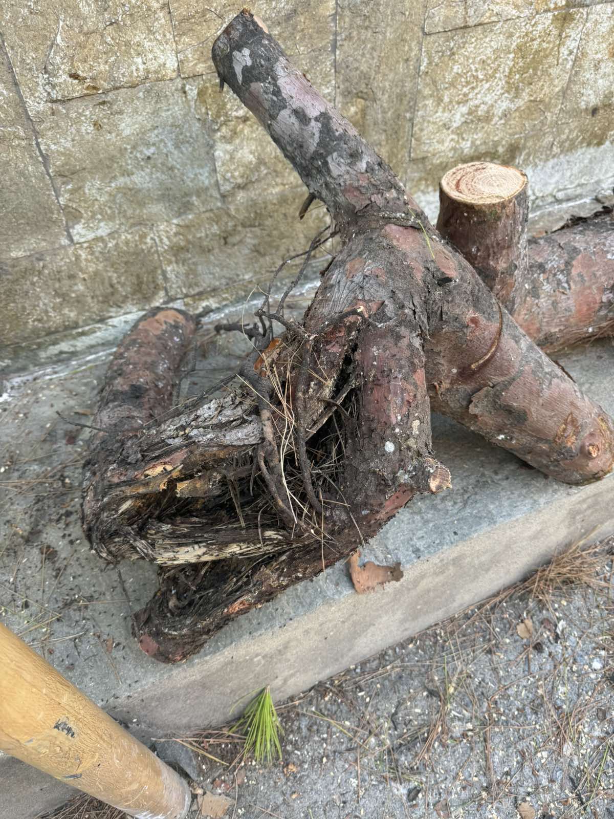 Ηράκλειο: Συνεχίζονται οι κοπές δέντρων - Απορρίφθηκε και η νέα αίτηση ασφαλιστικών μέτρων 