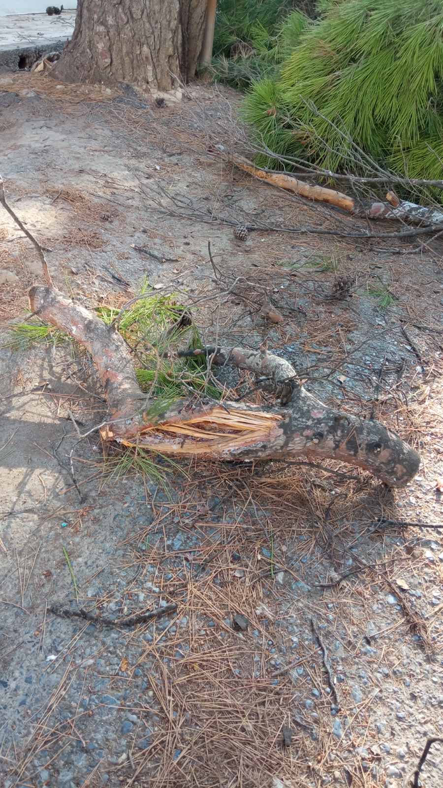 Ηράκλειο: Συνεχίζονται οι κοπές δέντρων - Απορρίφθηκε και η νέα αίτηση ασφαλιστικών μέτρων 