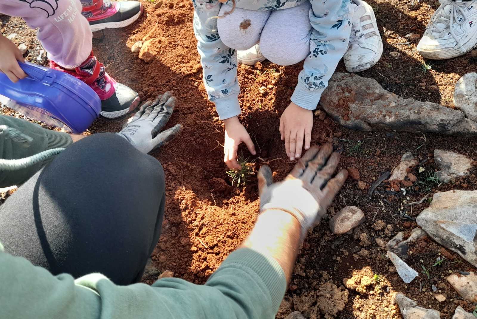 Δεντροφύτευση