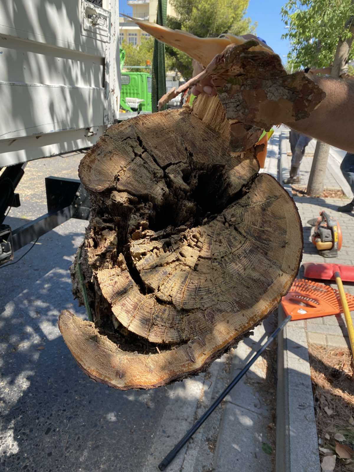 φωτογραφία με κορμό 