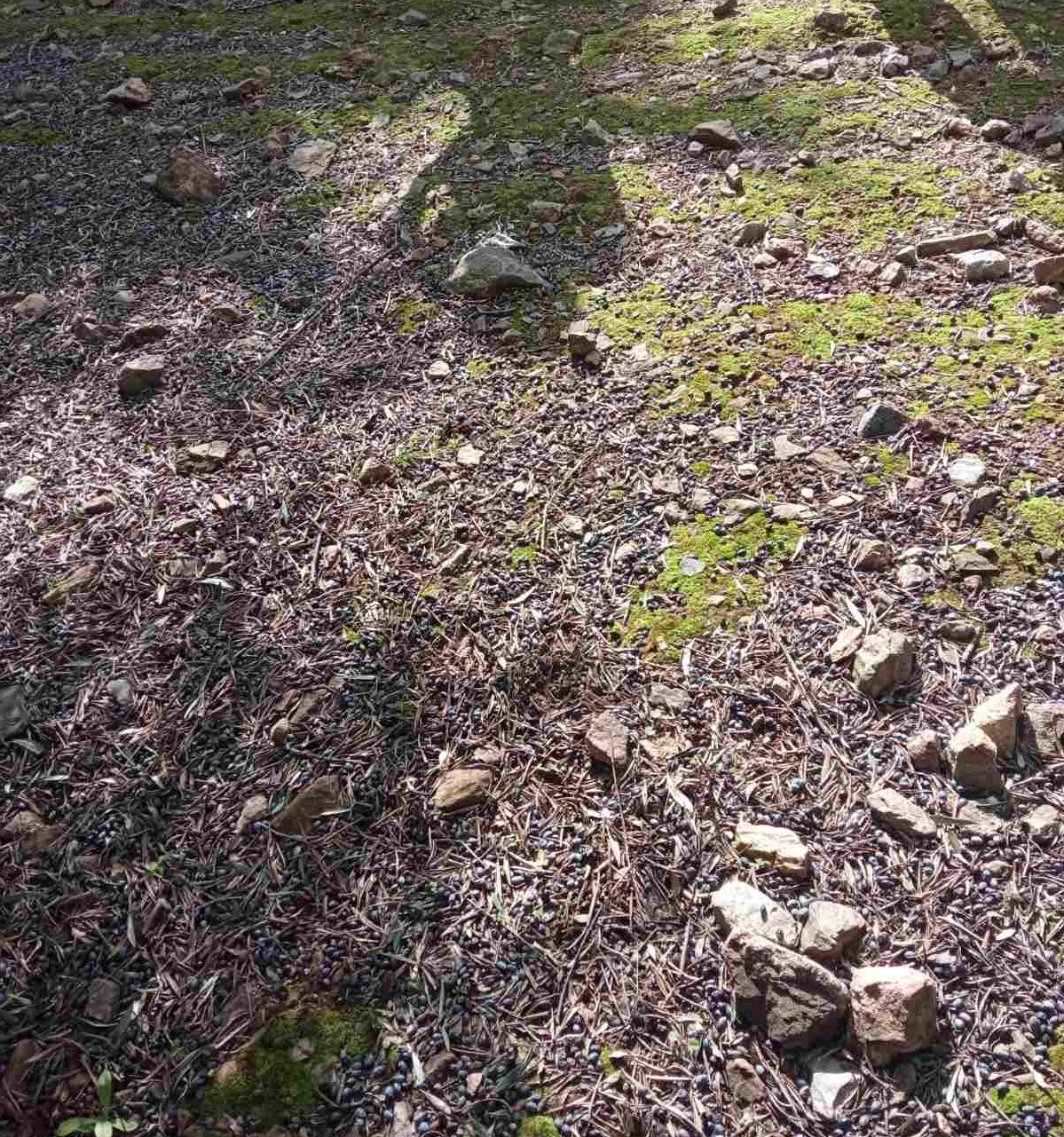 ελιές έδαφος