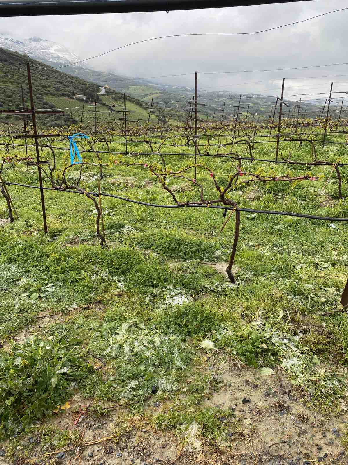 χιονι αμπέλια