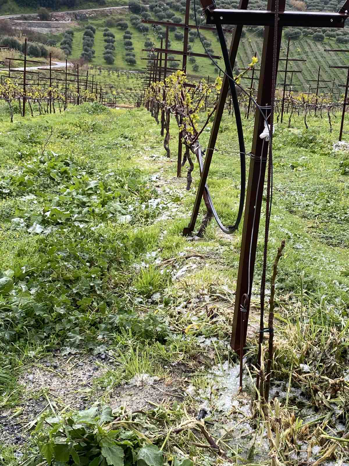 χιονι αμπέλια