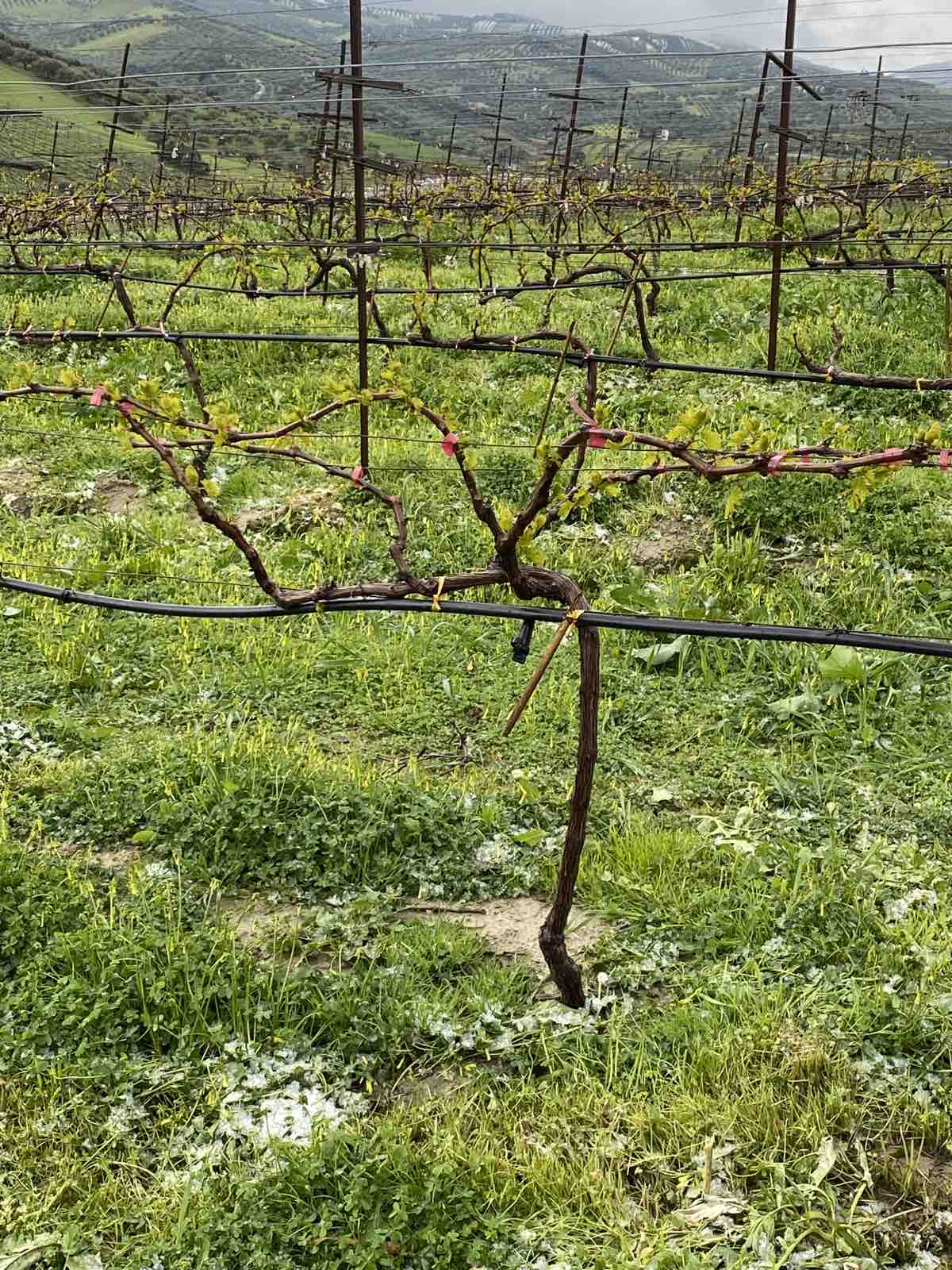 χιονι αμπέλια