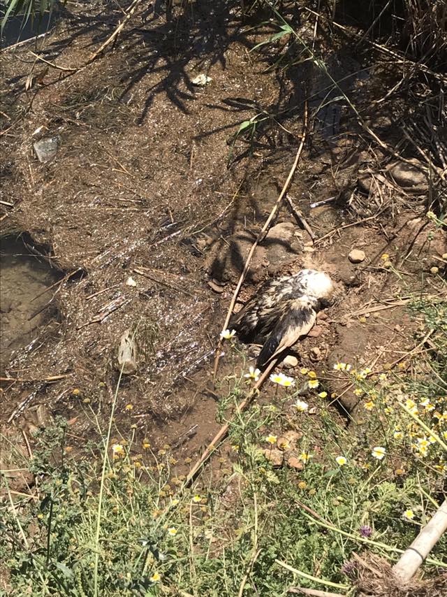 Ψόφια πτηνά