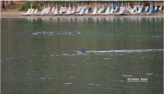  Βασιλική ζαργάνα στη παραλία Καραθώνας στο Ναύπλιο 
