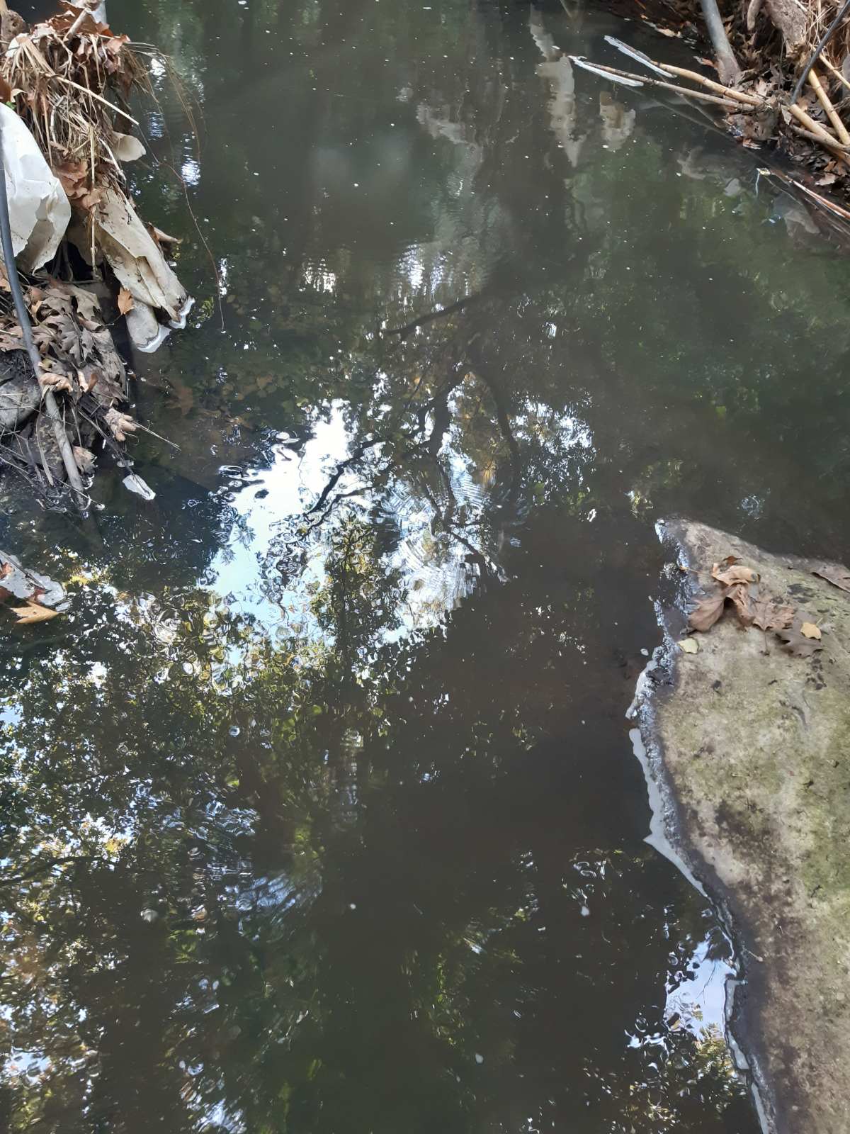 κατσίγαρος