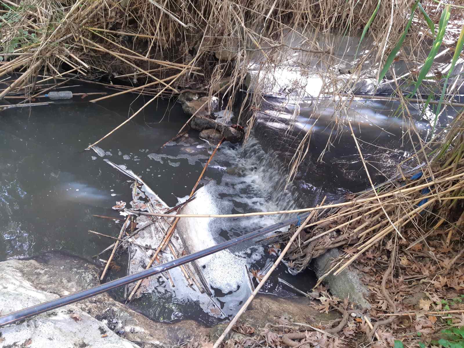 κατσίγαρος