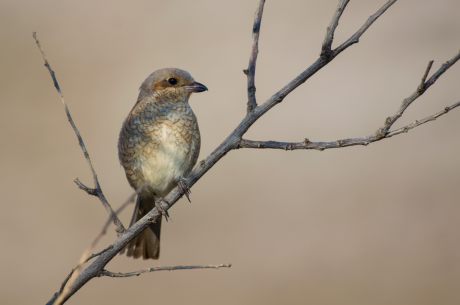 Ορνιθοτουρισμός στην Κρήτη