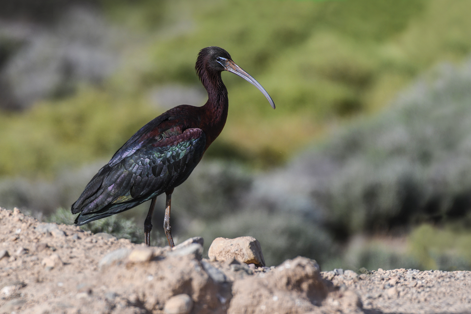 Ορνιθοτουρισμός στην Κρήτη