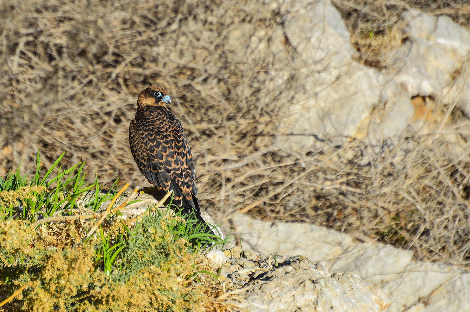 Ορνιθοτουρισμός στην Κρήτη: πεδίο δόξας λαμπρό!
