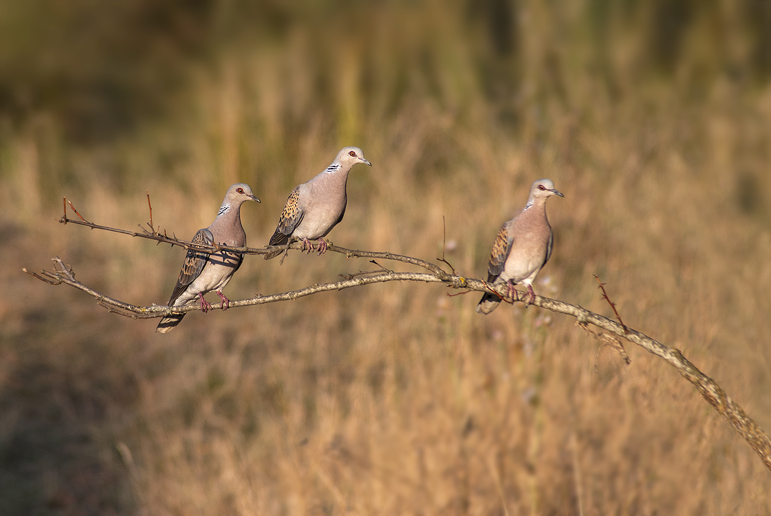 Ορνιθοτουρισμός στην Κρήτη