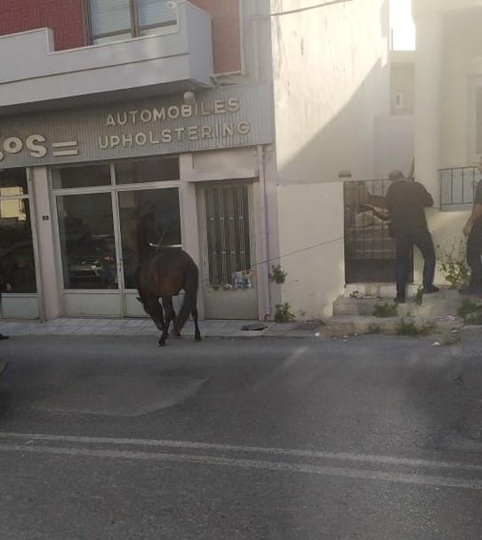άλογο Σινάνη