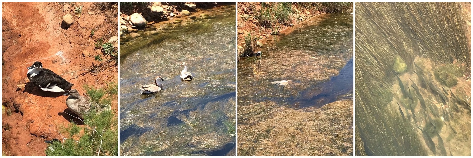 υδροβιότοπος