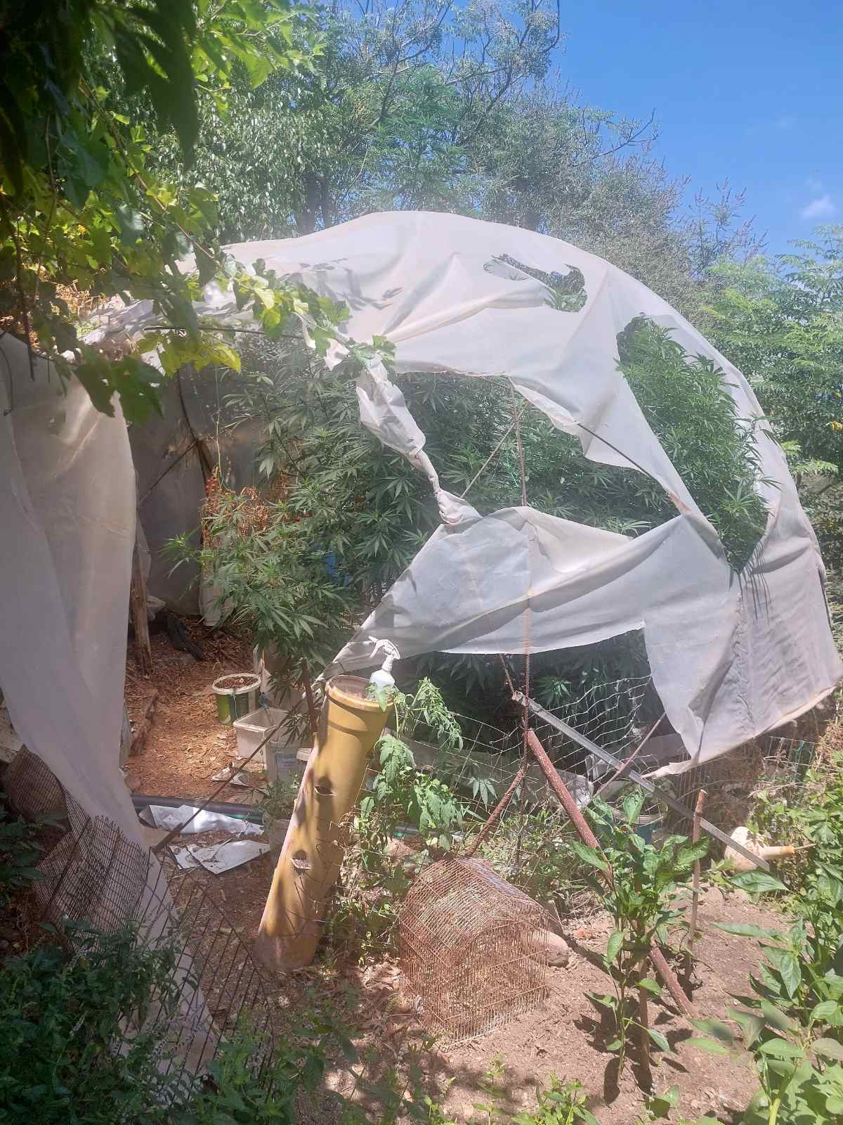 κίσσαμος φυτεία Χανιά