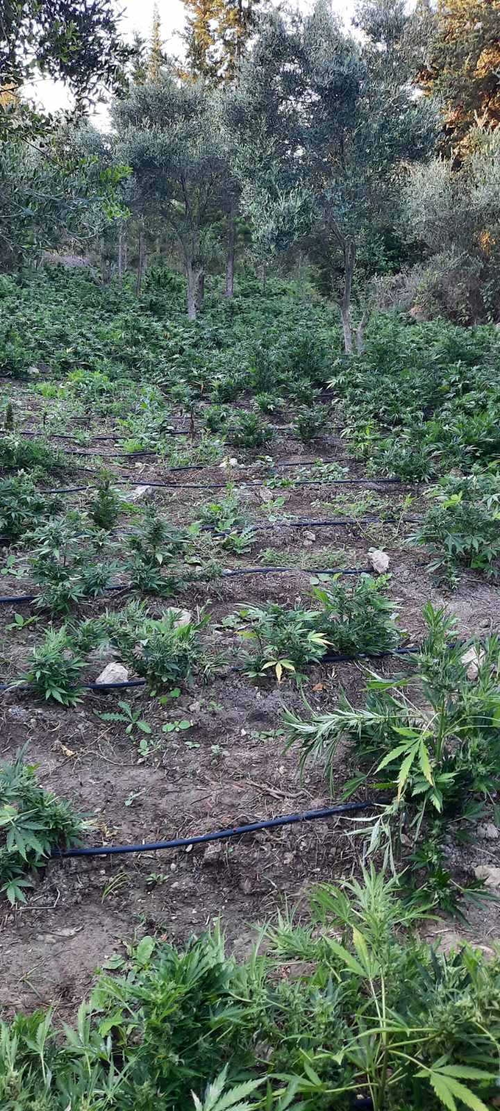 χασισοφυτεία Αποκόρωνας Μυλοπόταμος