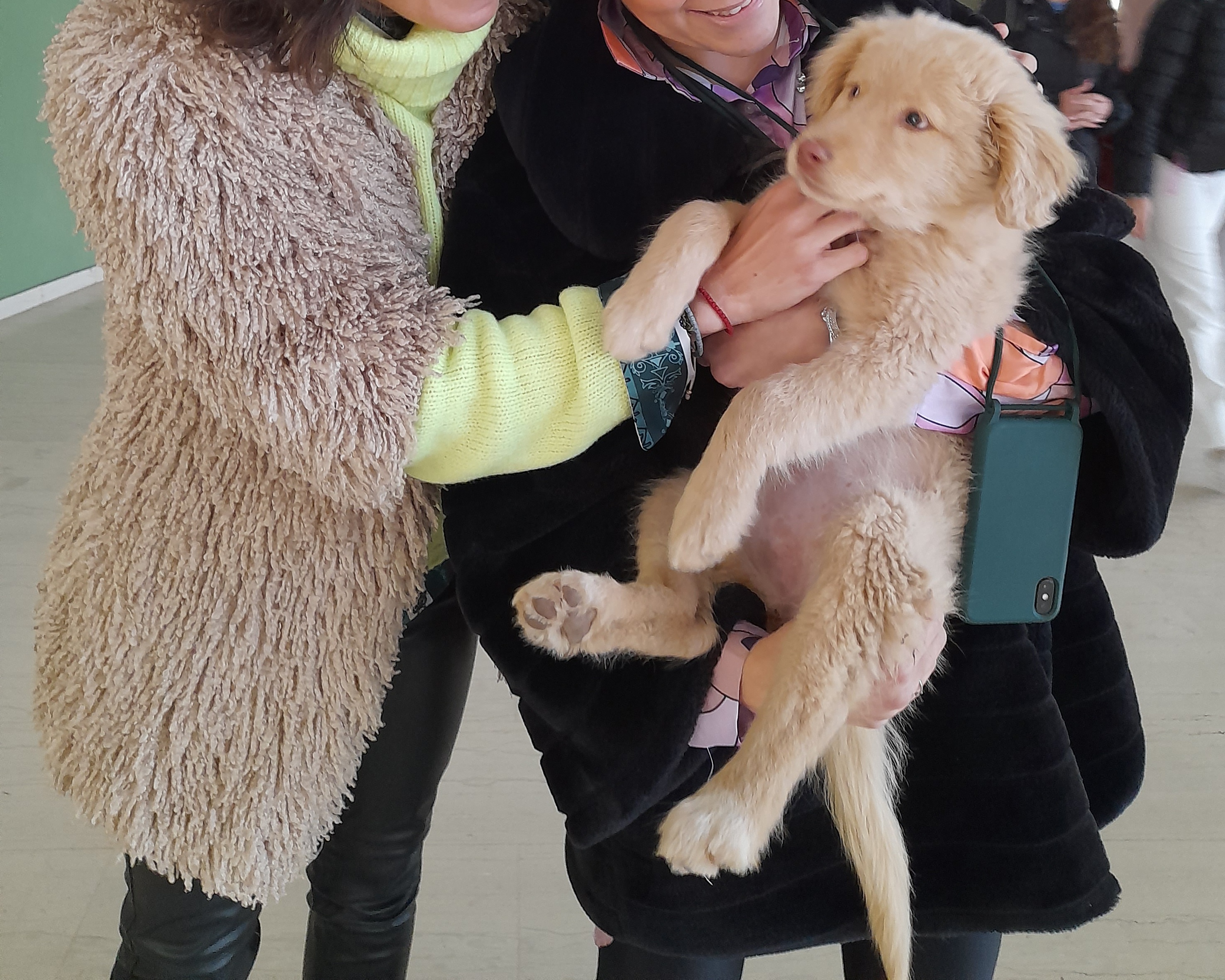 αδέσποτο σκυλάκι ΕΠΑΛ Μοίρες Ηράκλειο Μαθητές υιοθεσία