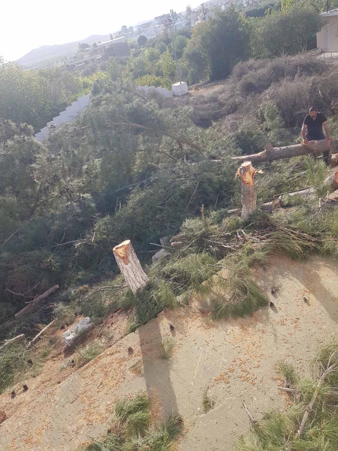 δεντρα, κοπή