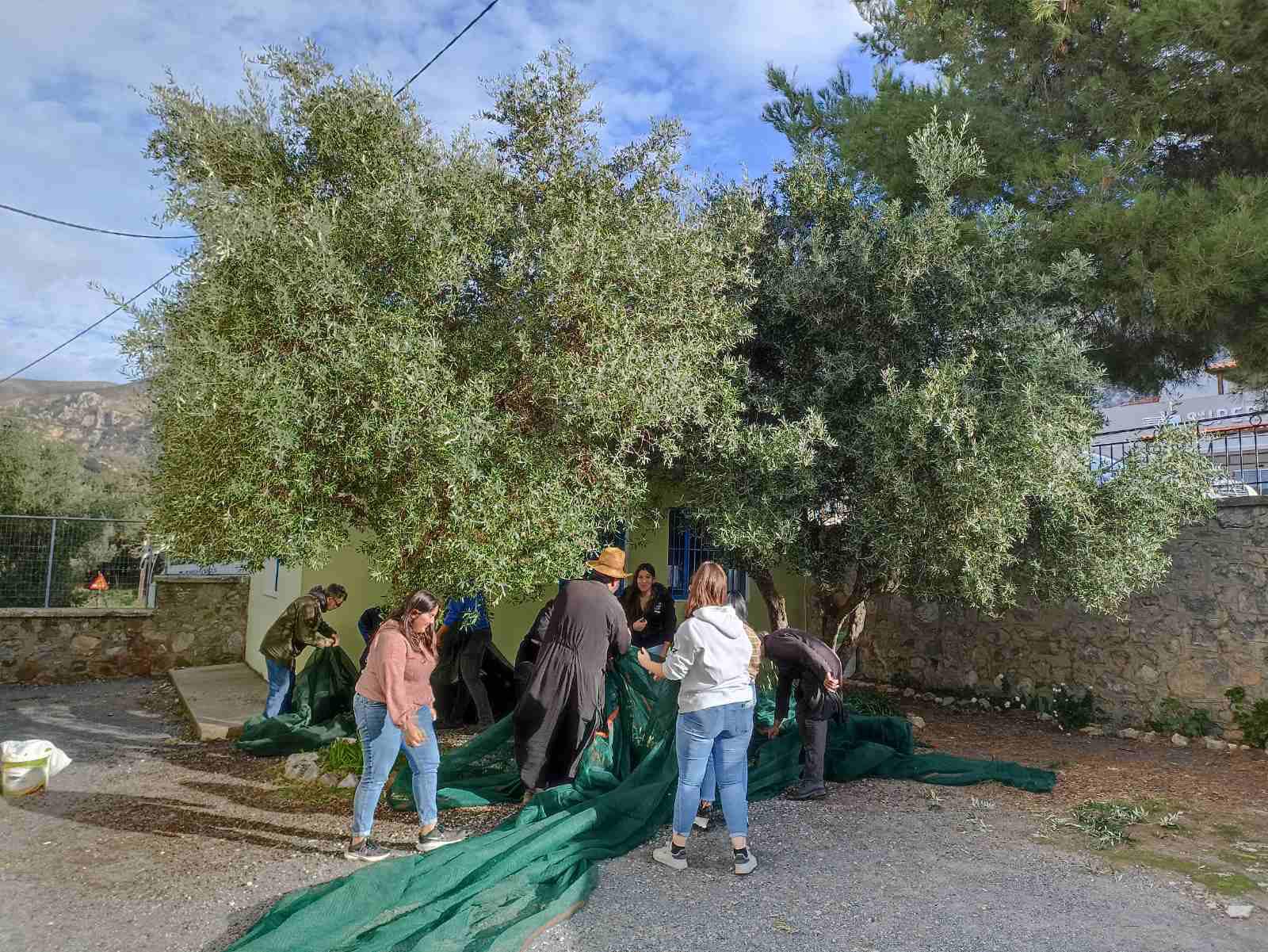 Ράβδισμα Ελιές Μαθητές Αμάρι Ρέθυμνο Φουρφουράς