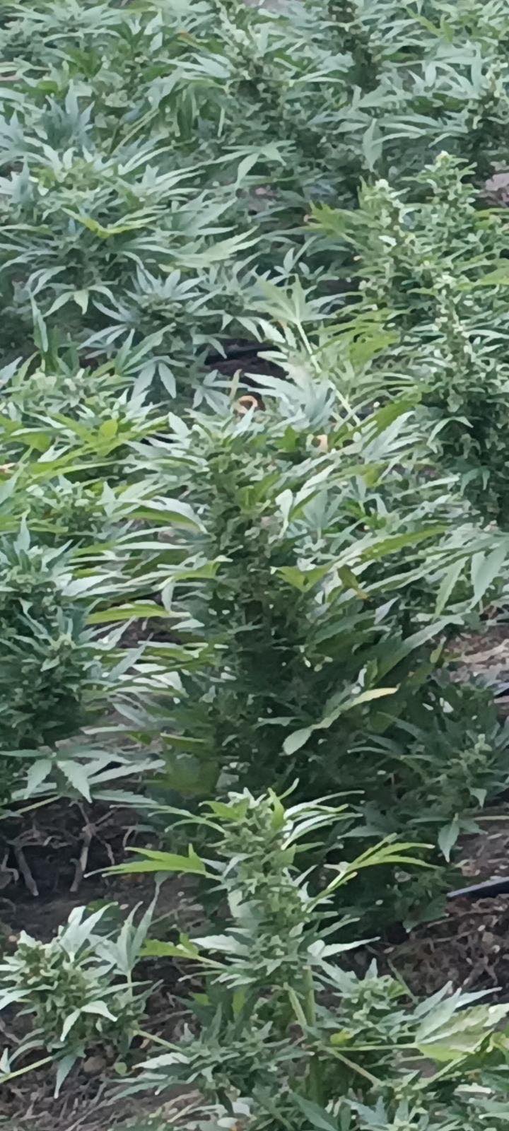 φυτεία κάνναβης αποκόρωνας χανιά