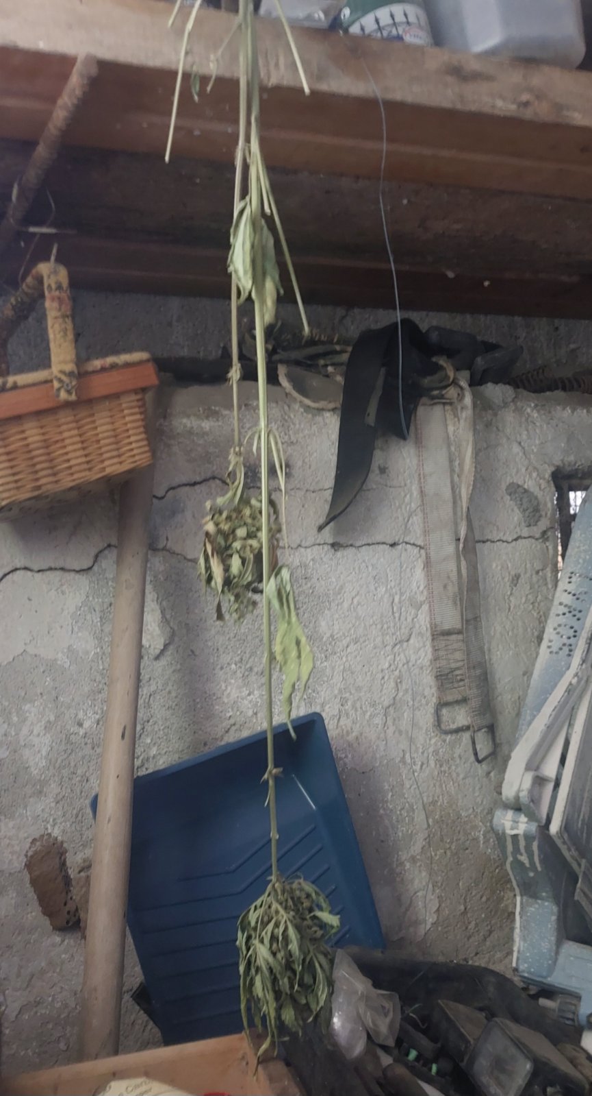 κίσσαμος φυτεία Χανιά