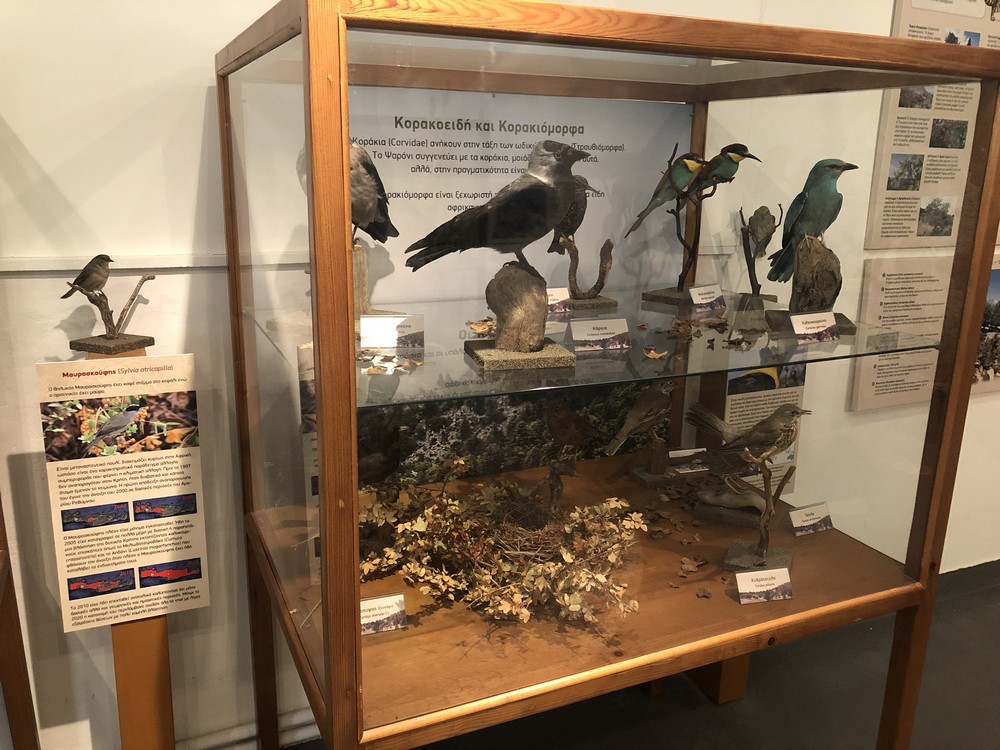 Ριζική ανακαίνιση στο Μουσείο Φυσικής Ιστορίας Γέργερης