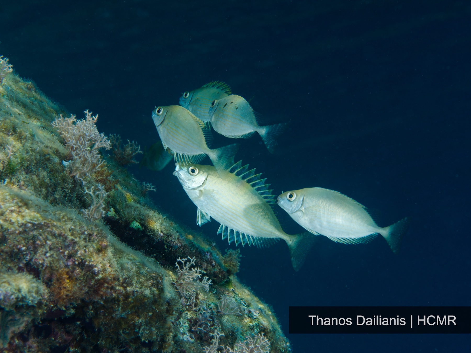 ξενικά είδη
