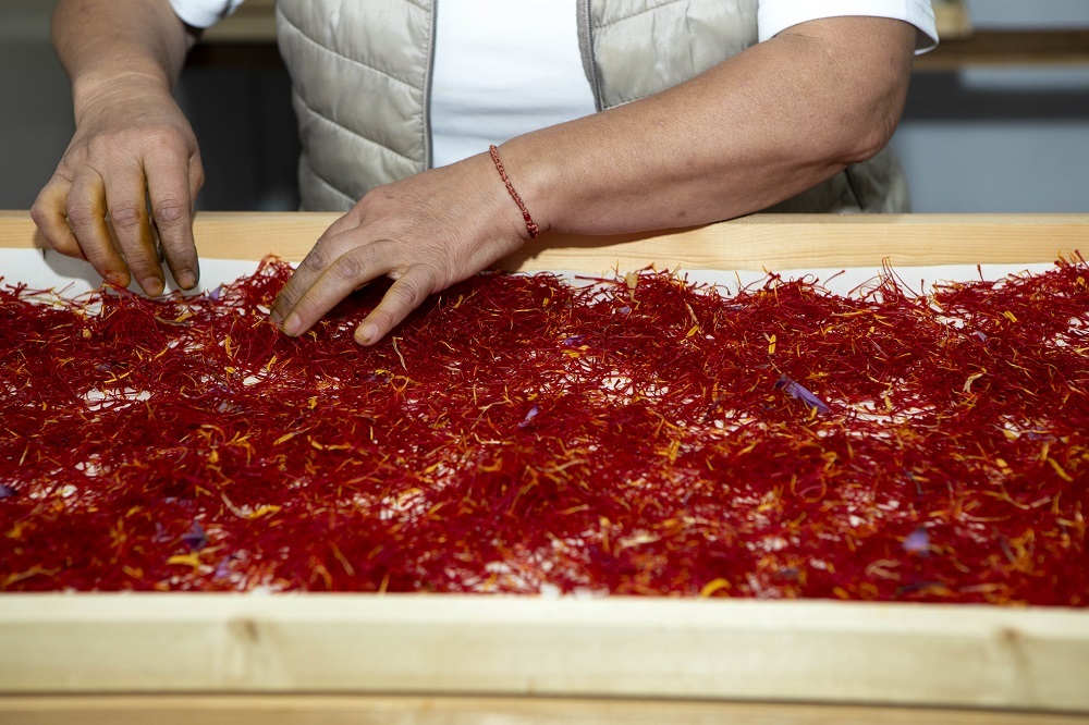 Κρόκος Κοζάνης