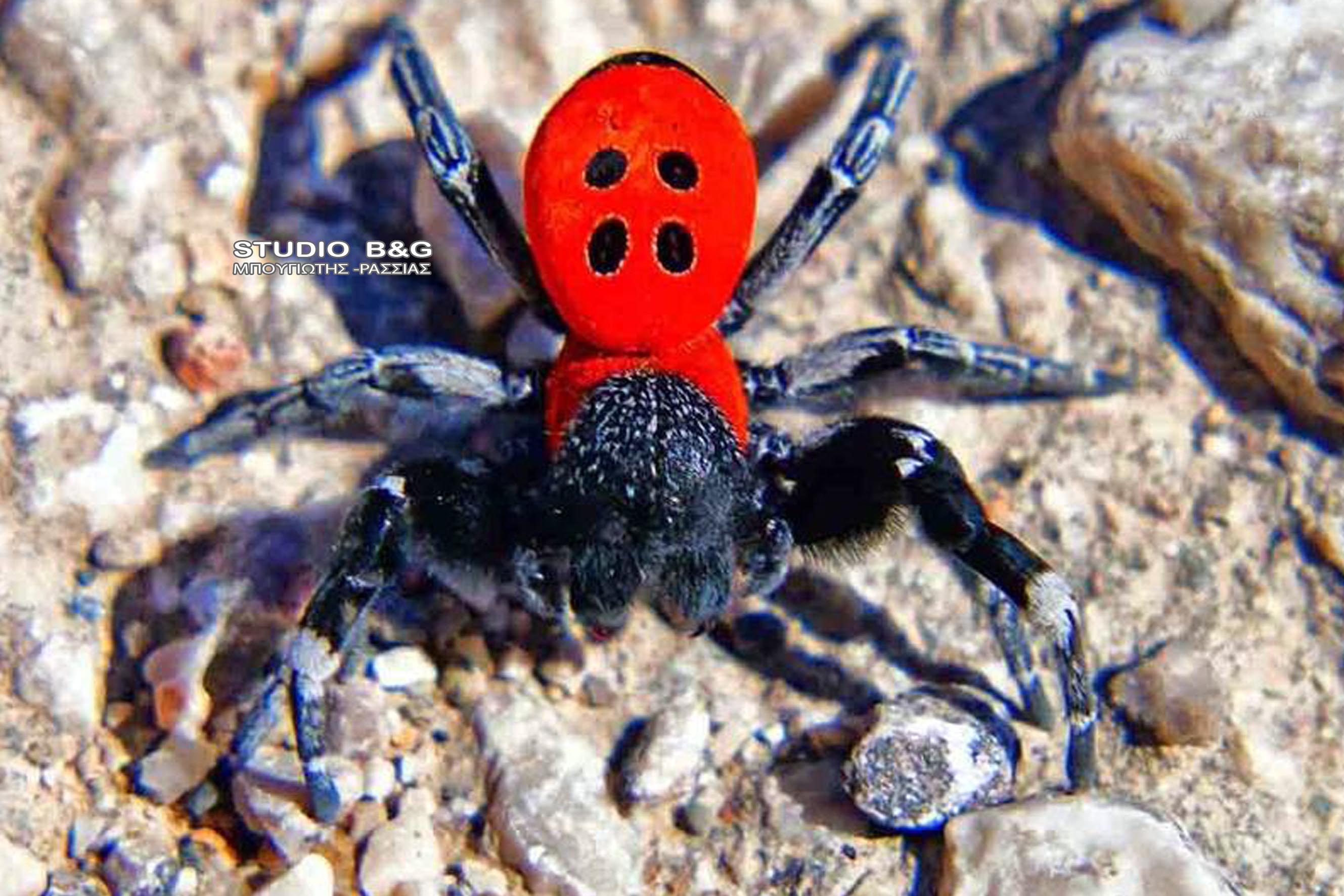 Η αράχνη-πασχαλίτσα του Ναυπλίου