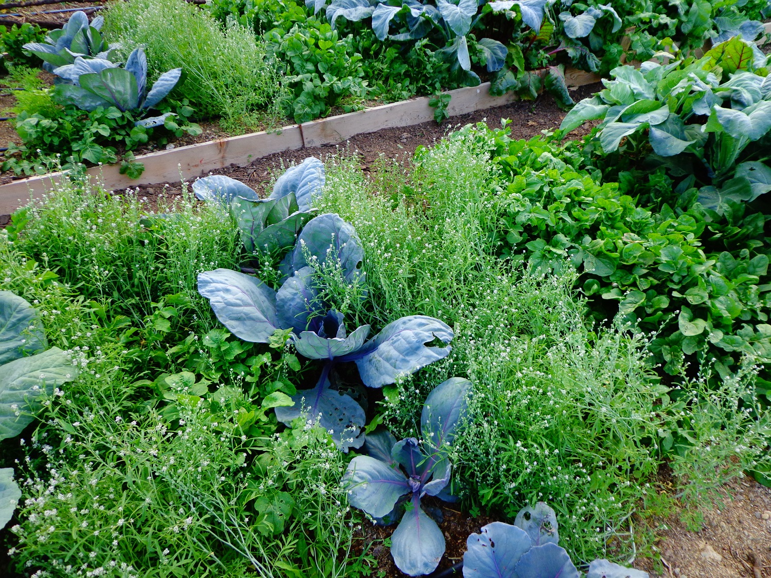 μικρό σχολείο της γης