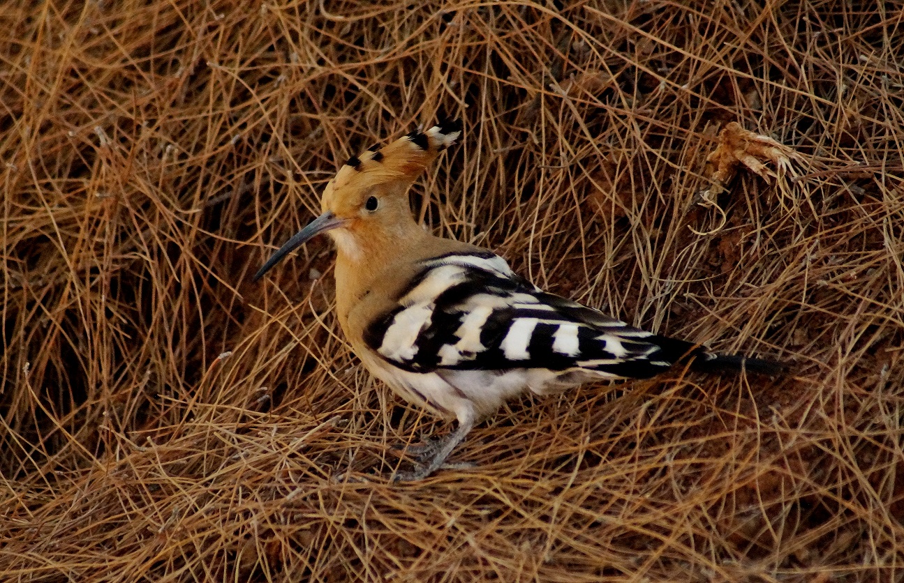 Τσαλαπετεινός Πτηνά Κέρη