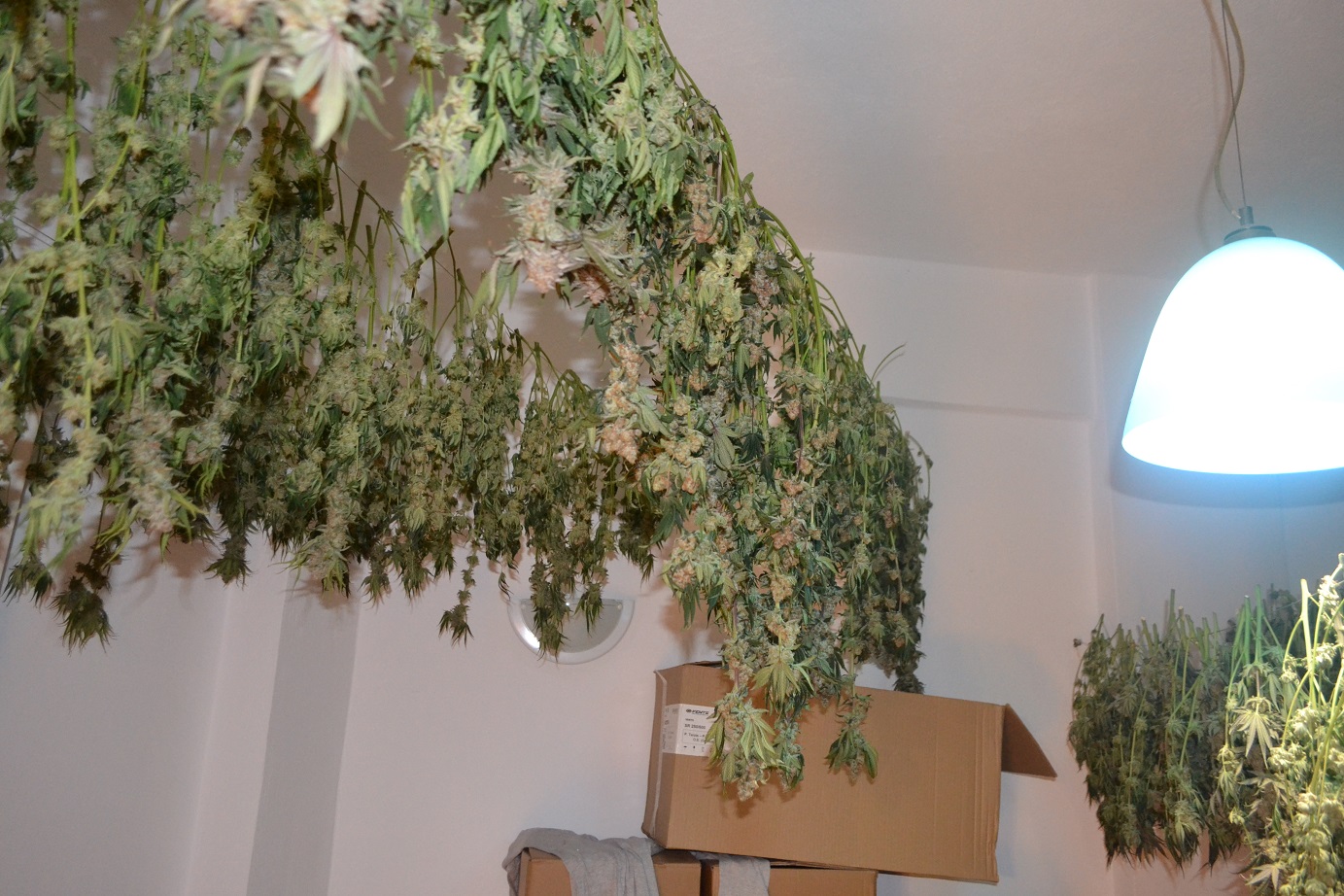 κάνναβη ανισσαράς υδροπονική βίλα