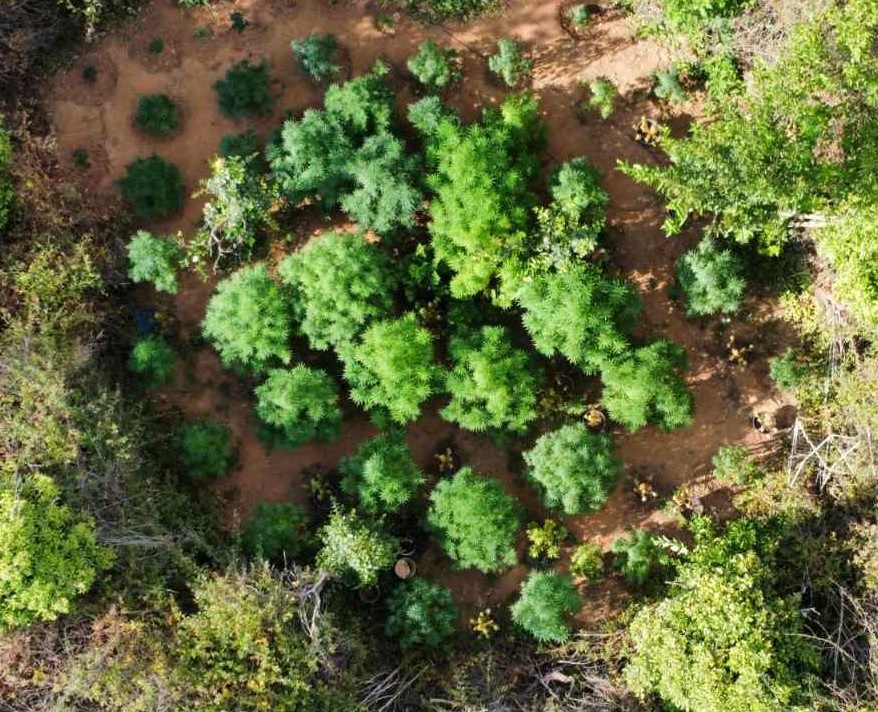 Χασισοφυτεία Χανιά