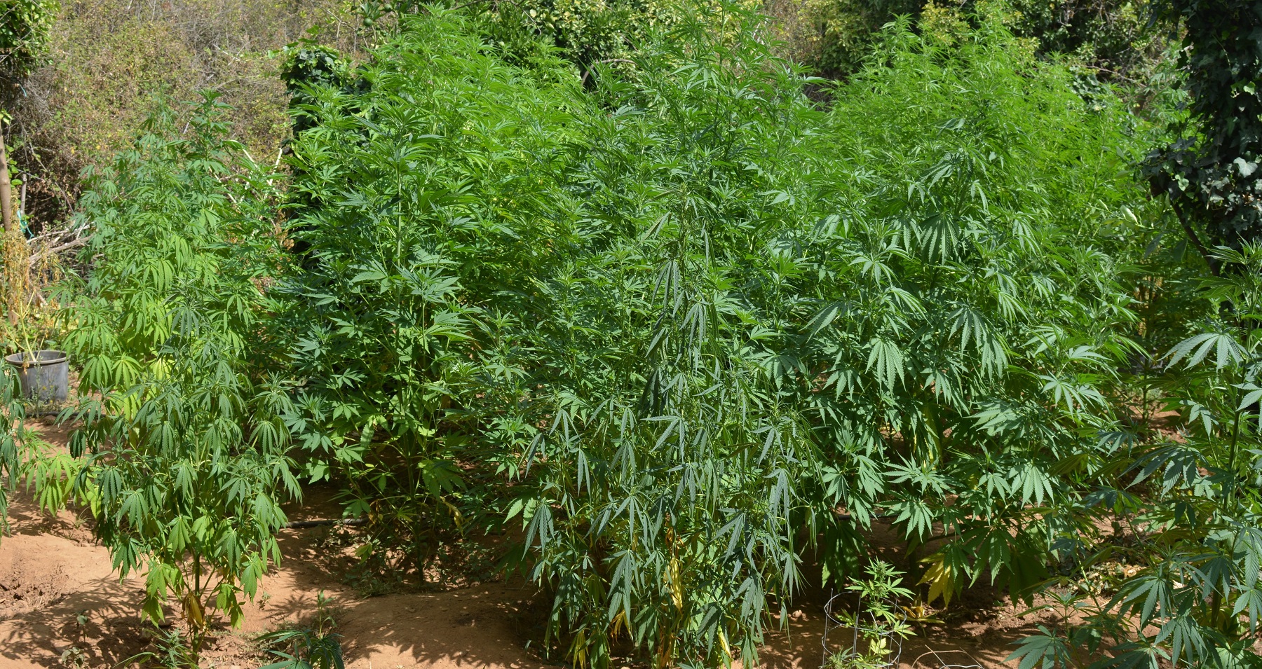 Χασισοφυτεία Χανιά