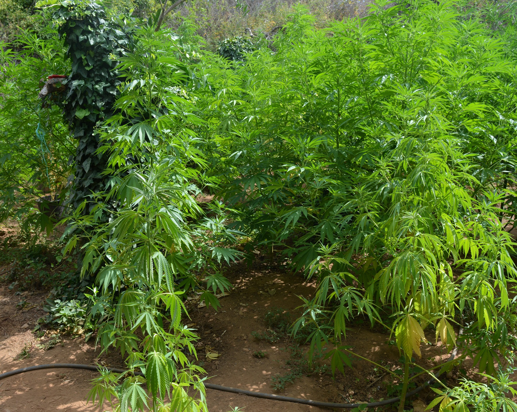 Χασισοφυτεία Χανιά