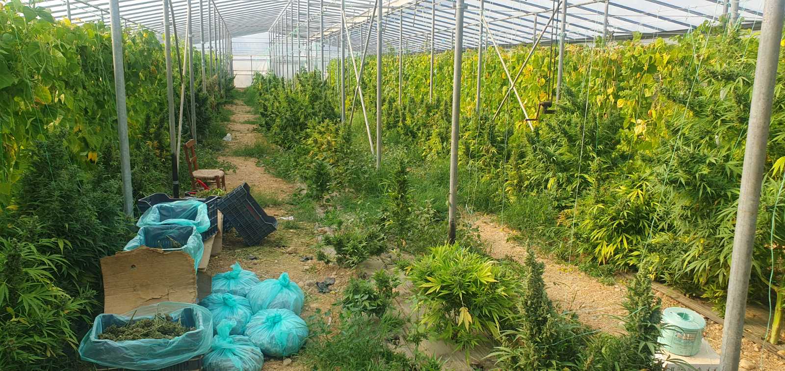 θερμοκήπιο μεσαρά χασίς κάνναβη μεσσαρά ηράκλειο