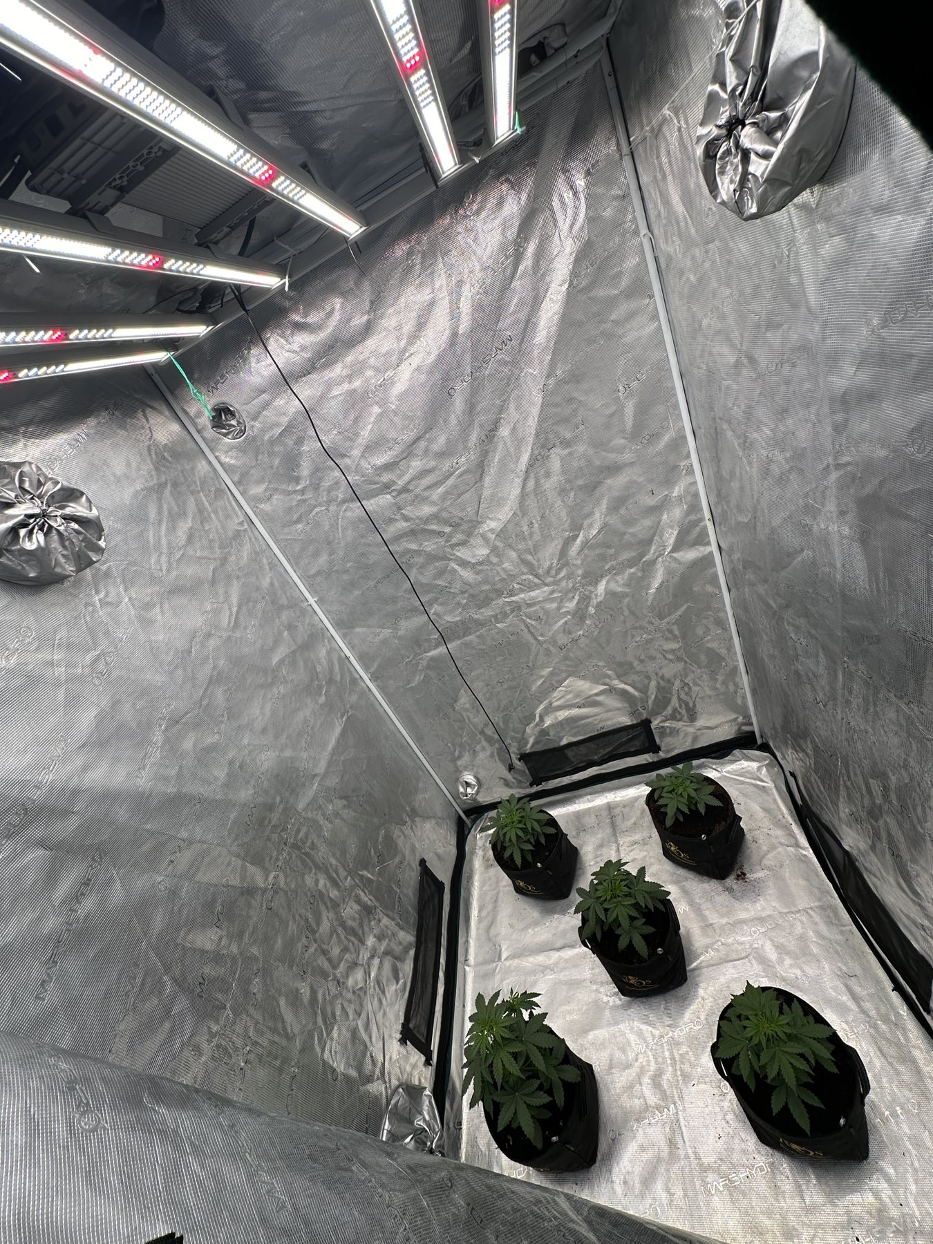 Κανναβη υδροπονική