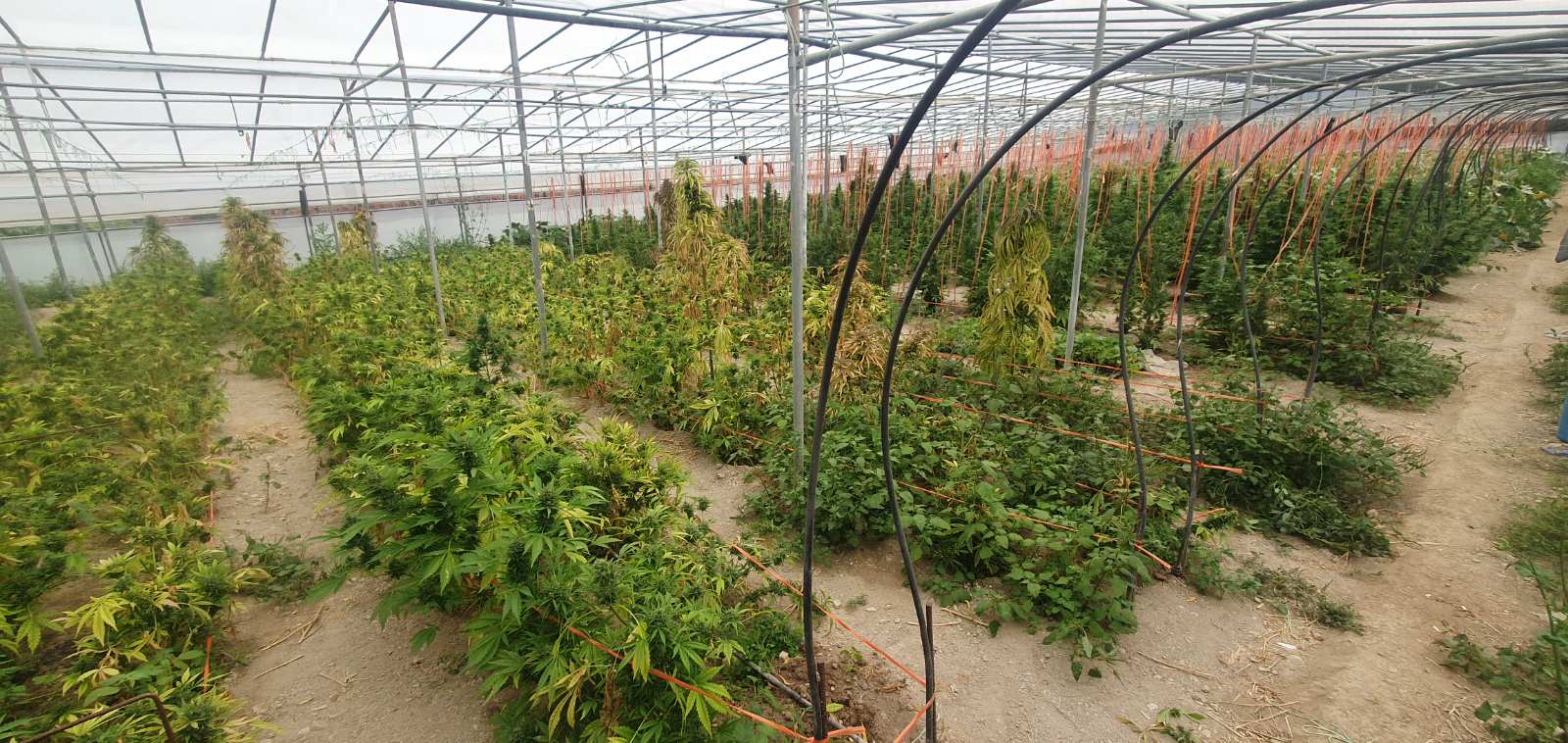 θερμοκήπιο μεσαρά χασίς κάνναβη μεσσαρά ηράκλειο