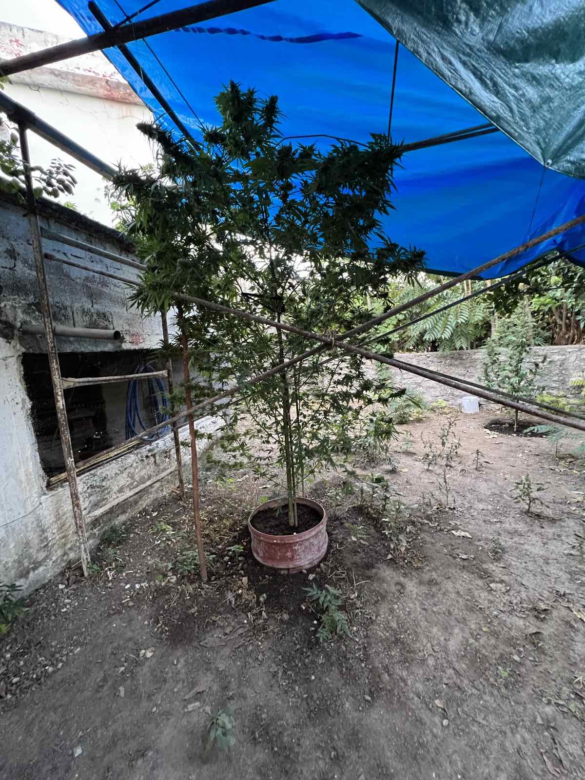 Μυλοπόταμος Κάνναβη