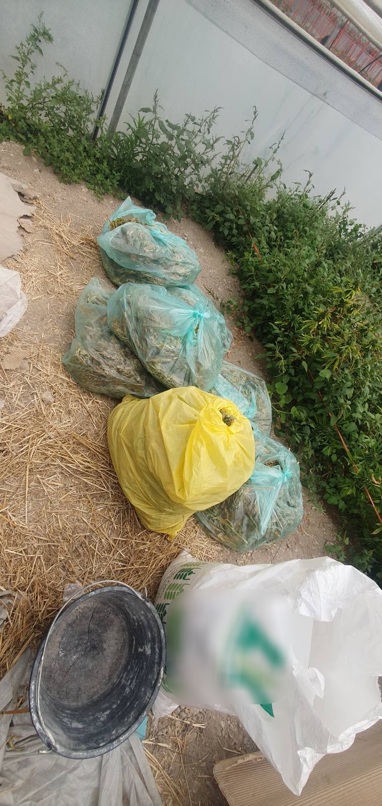 θερμοκήπιο μεσαρά χασίς κάνναβη μεσσαρά ηράκλειο