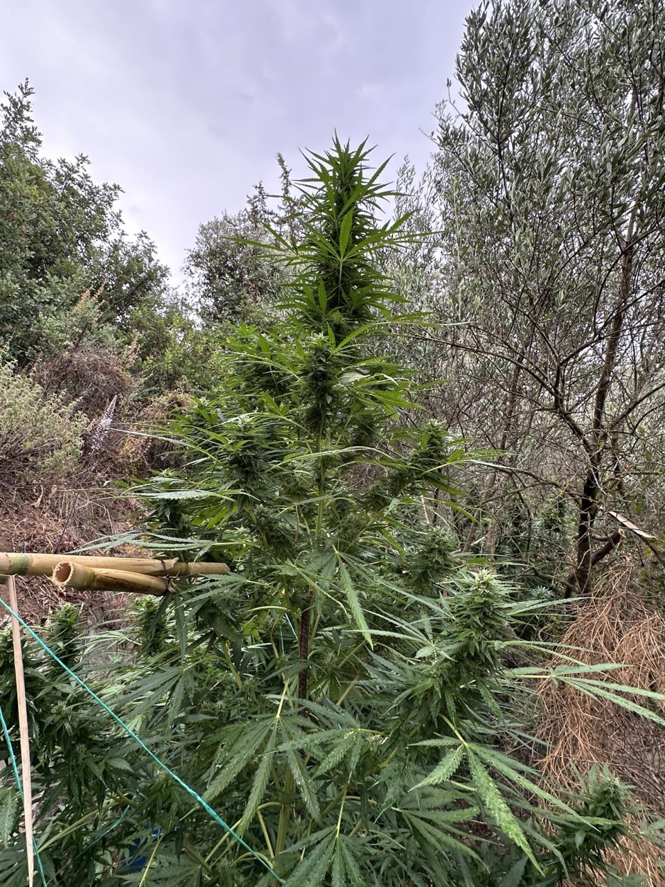 δενδρύλλια