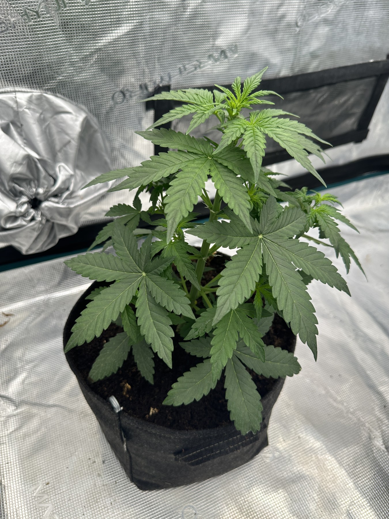 Κανναβη υδροπονική