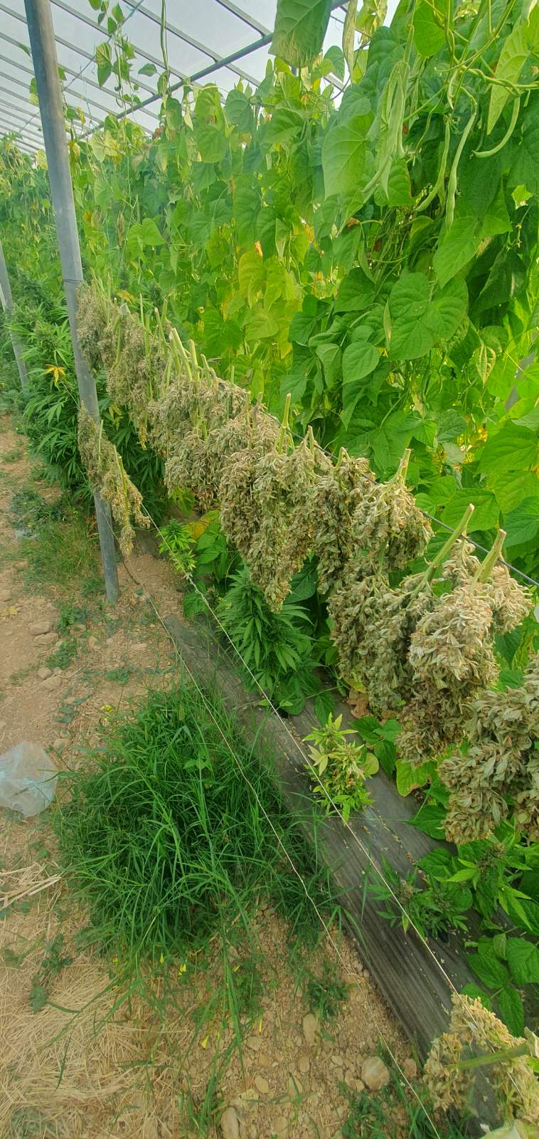 θερμοκήπιο μεσαρά χασίς κάνναβη μεσσαρά ηράκλειο